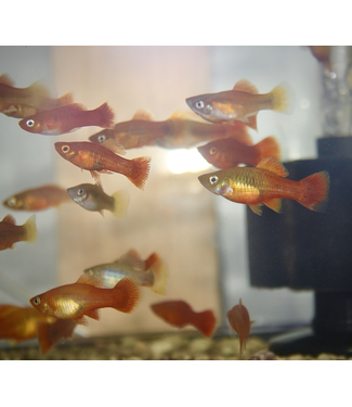 Assorted Platyfish