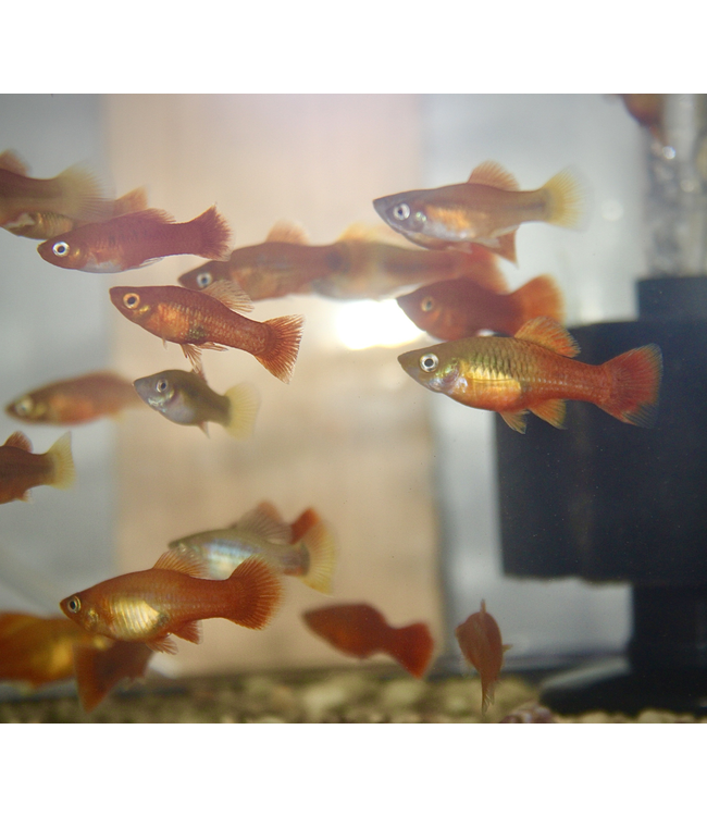Assorted Platyfish