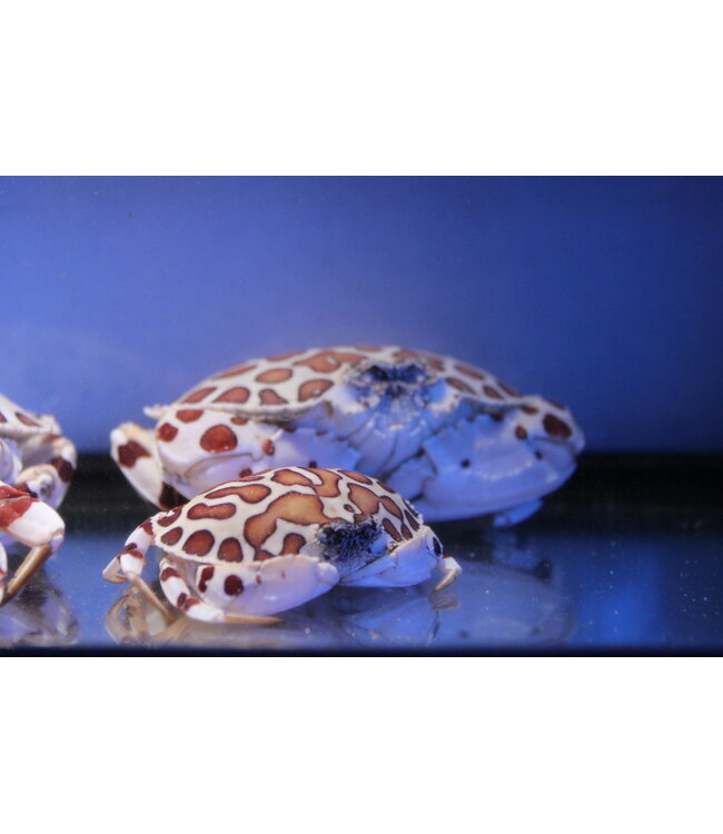 Irwin's Bugs Calico Box Crab