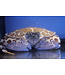 Irwin's Bugs Calico Box Crab