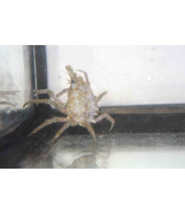 Portly Spider Crab