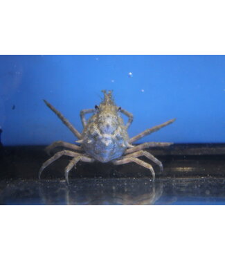 Portly Spider Crab