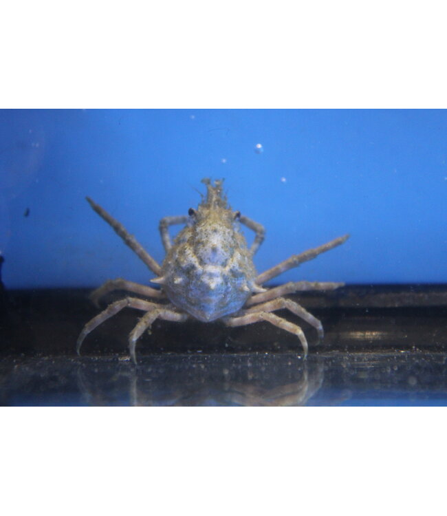 Portly Spider Crab