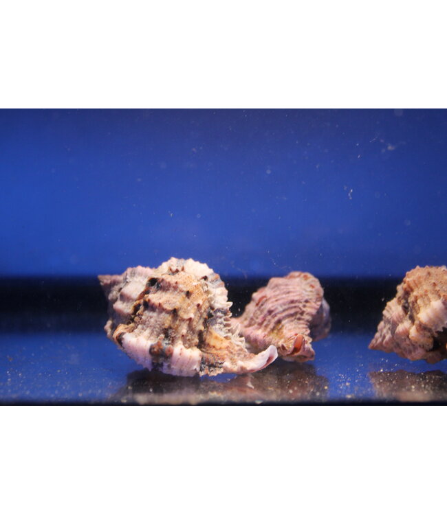 Murex Snail