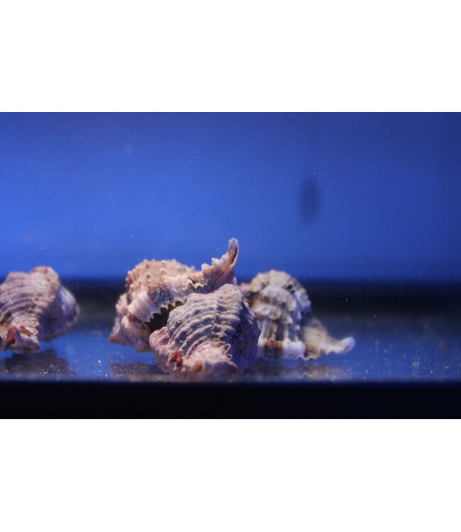 Murex Snail