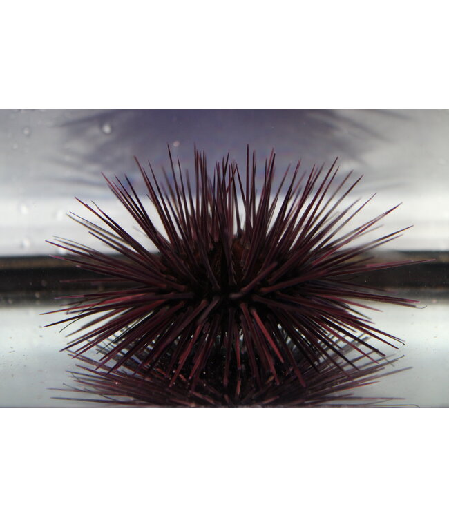 Atlantic Longspined Urchin (Diadema antillarum)