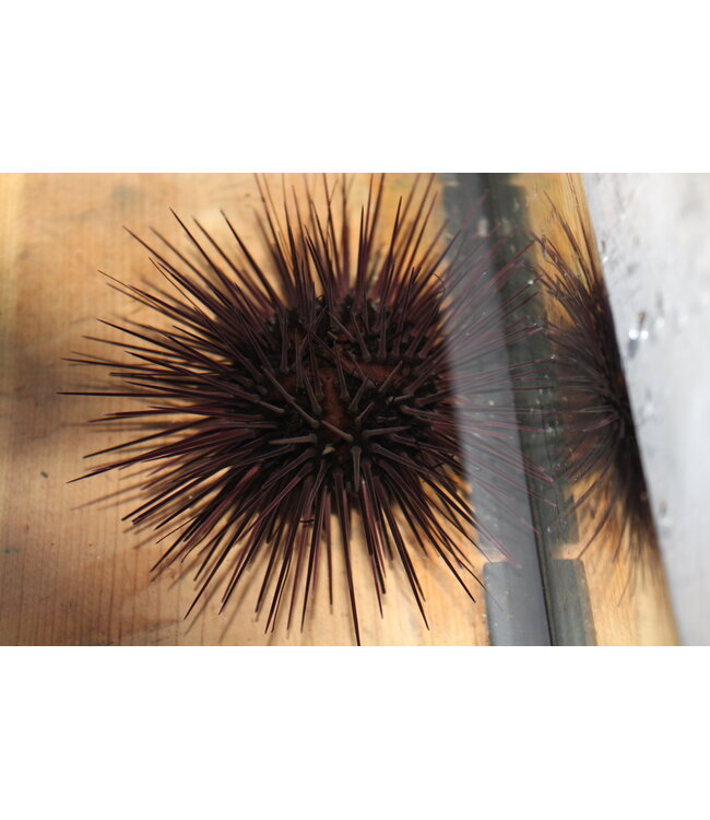 Atlantic Longspined Urchin (Diadema antillarum)