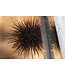 Atlantic Longspined Urchin (Diadema antillarum)