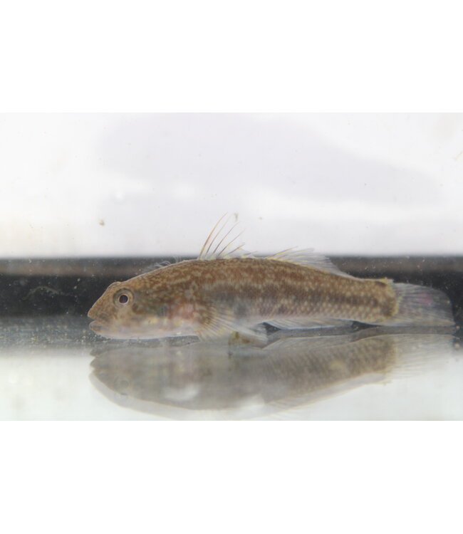 Frillfin Goby (Small)