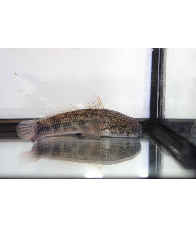 Frillfin Goby (Large)