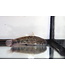 Frillfin Goby (Large)