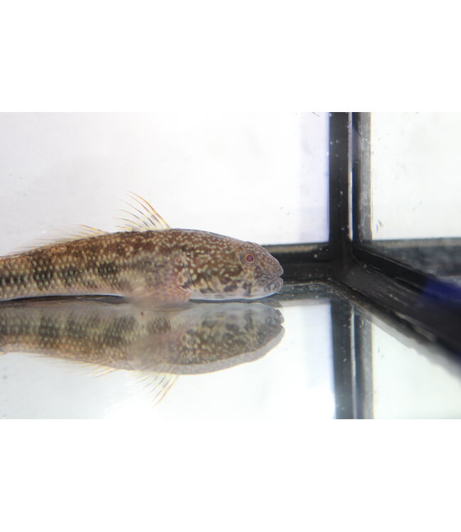 Frillfin Goby (Large)