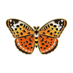 Magia Design Vibrant Butterfly Enamel Pin Orange