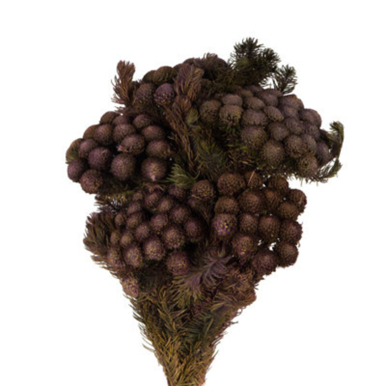 Primrue 12-16" Violet Brunia, 4 Oz Bundle, Preserved Flowers/Leaves Color: Violet