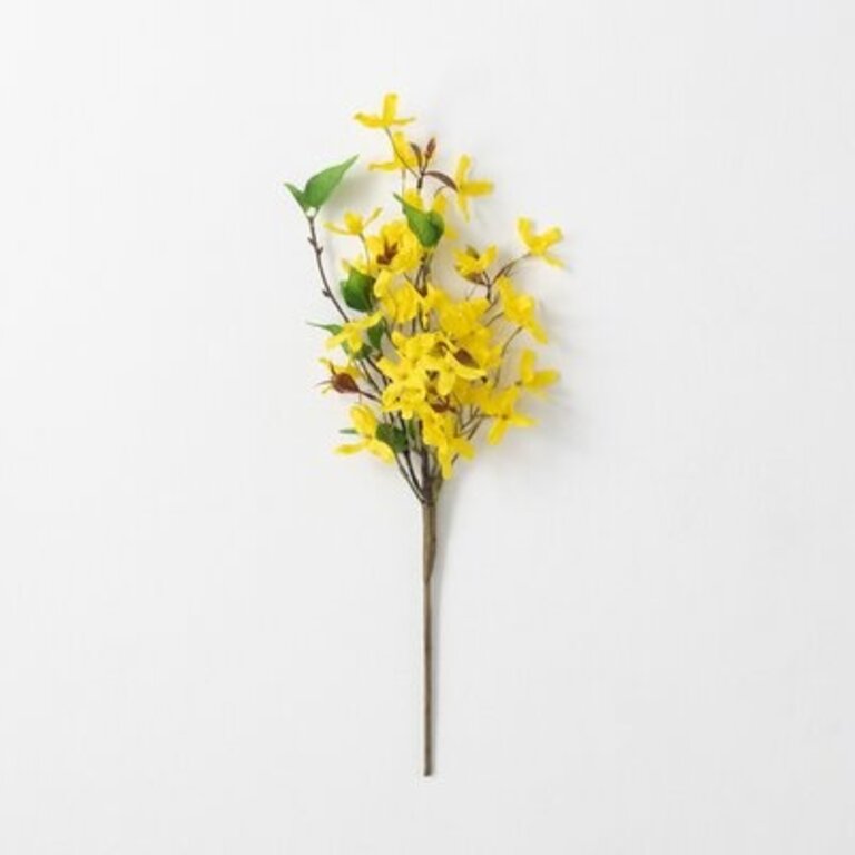 Mcnulty Forsythia Stems