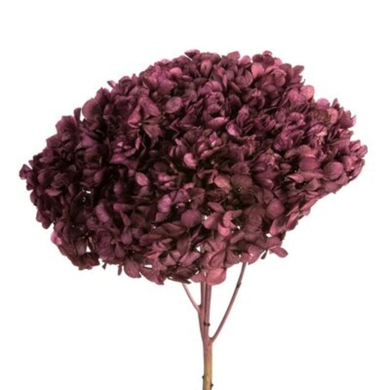 Orchid Hydrangea Spray Flower Color: Purple Orchid