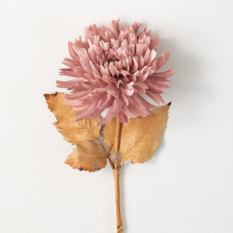 Nod To Nature 27.5" Blossoming Cream Dahlia Stem; Cream Flowers/Leaves