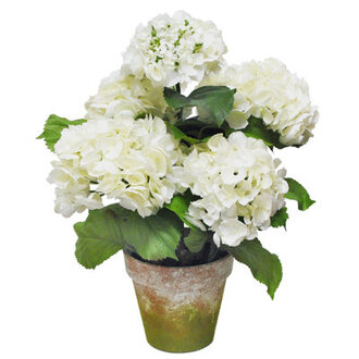 Hydrangea Floral Arrangement in Terracotta Pot Flower Color: White