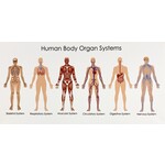 Printing Human Body Organ System