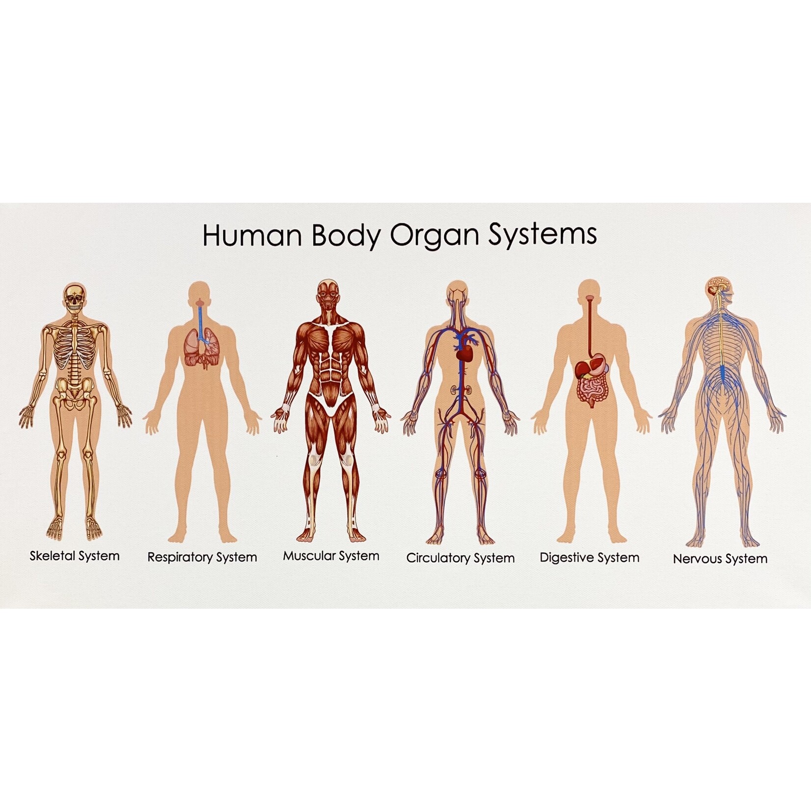 Printing Human Body Organ System