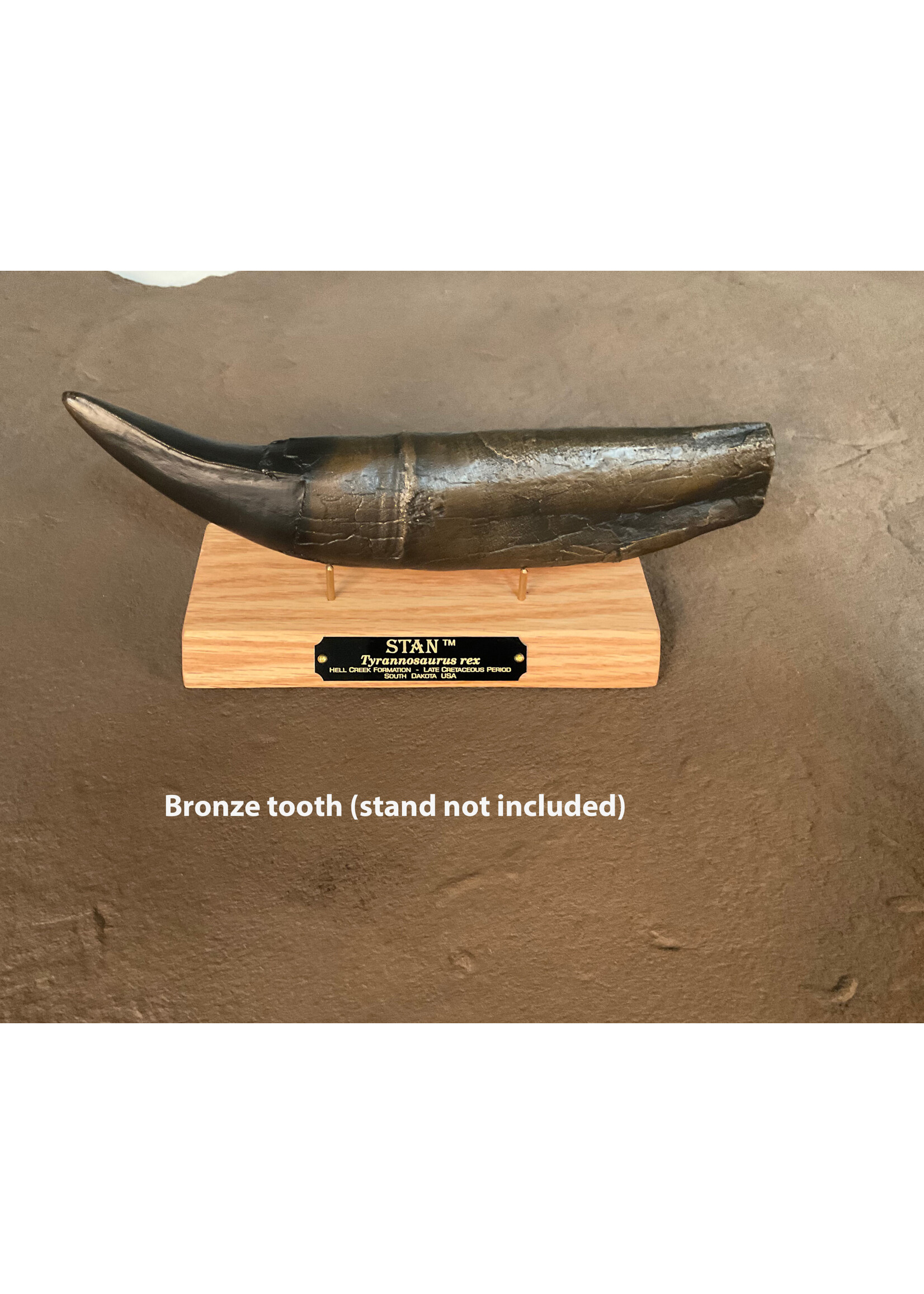 STAN Tyrannosaurus rex ® - Tooth 11.5" - Bronze - Fossil Replica - Replicas/Models
