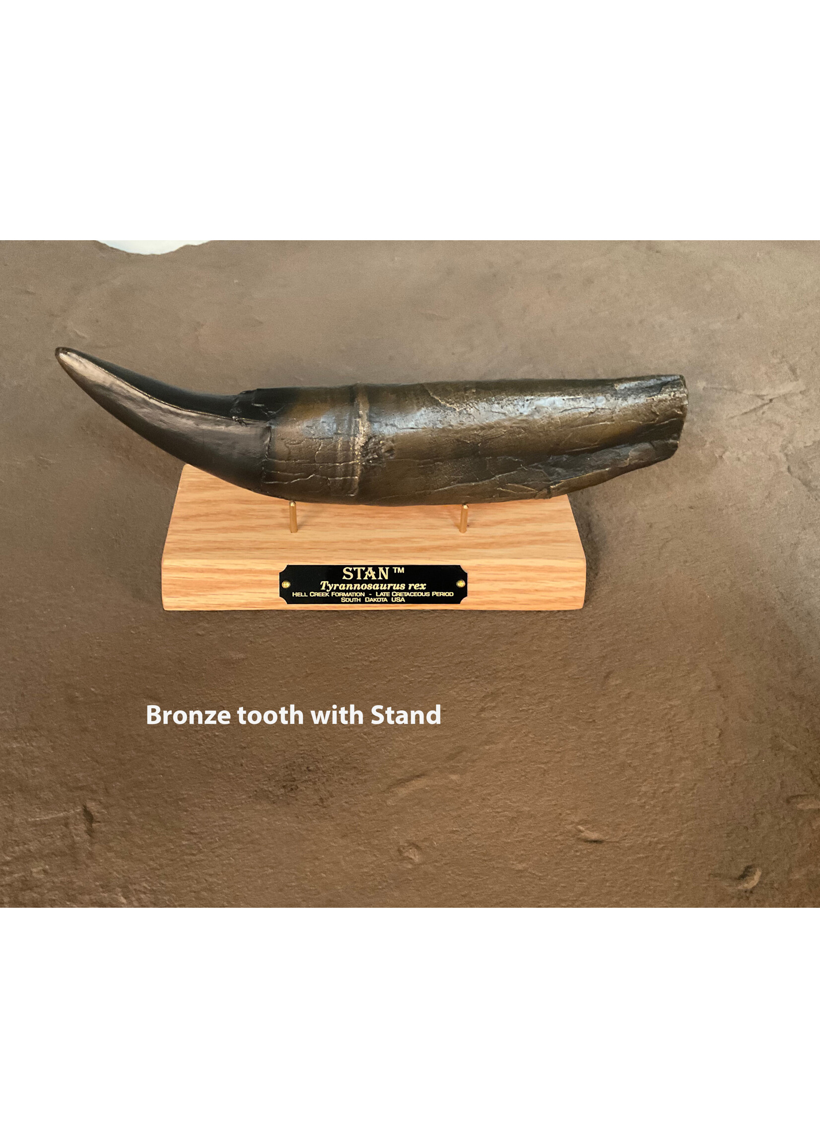 STAN Tyrannosaurus rex ® - Tooth 11.5" Bronze w/Oak base Fossil Replica - Replicas/Models