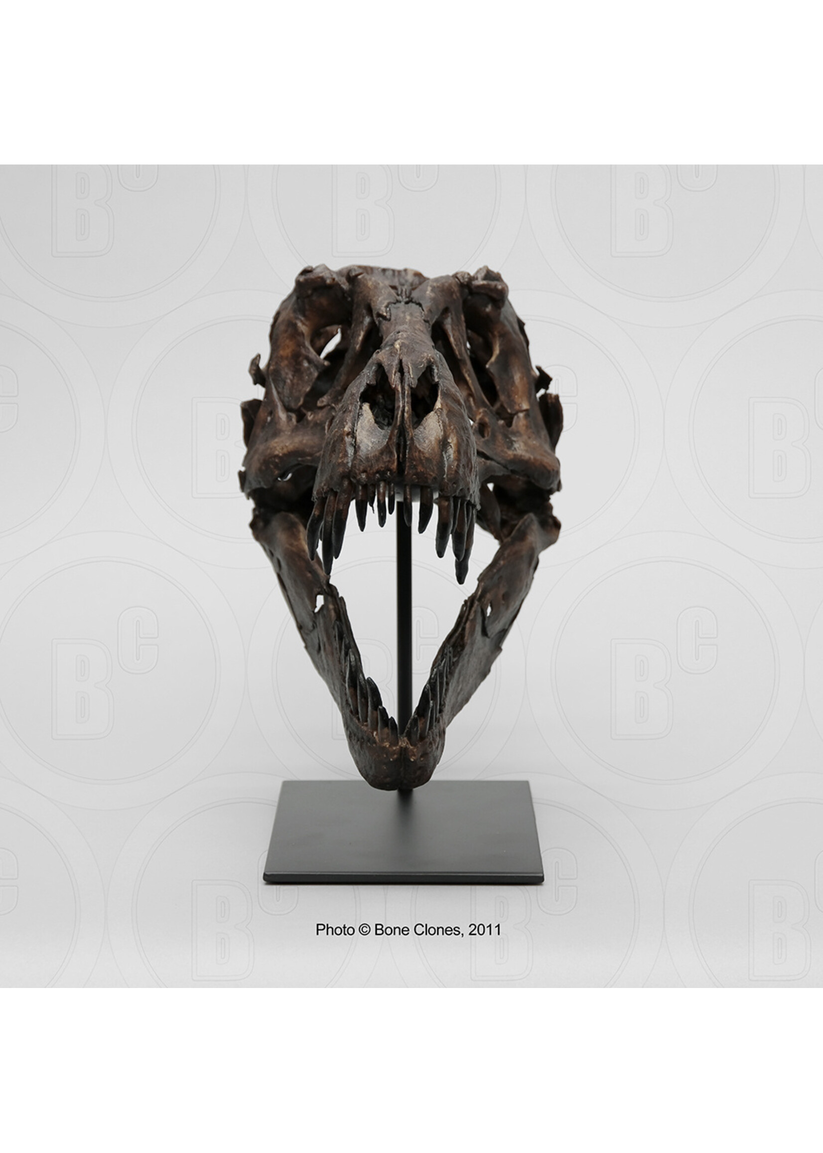 STAN Tyrannosaurus rex ® - 1/6 Scale Skull Rapid Prototype - Fossil Replica (BHI #127301) - Replicas/Models