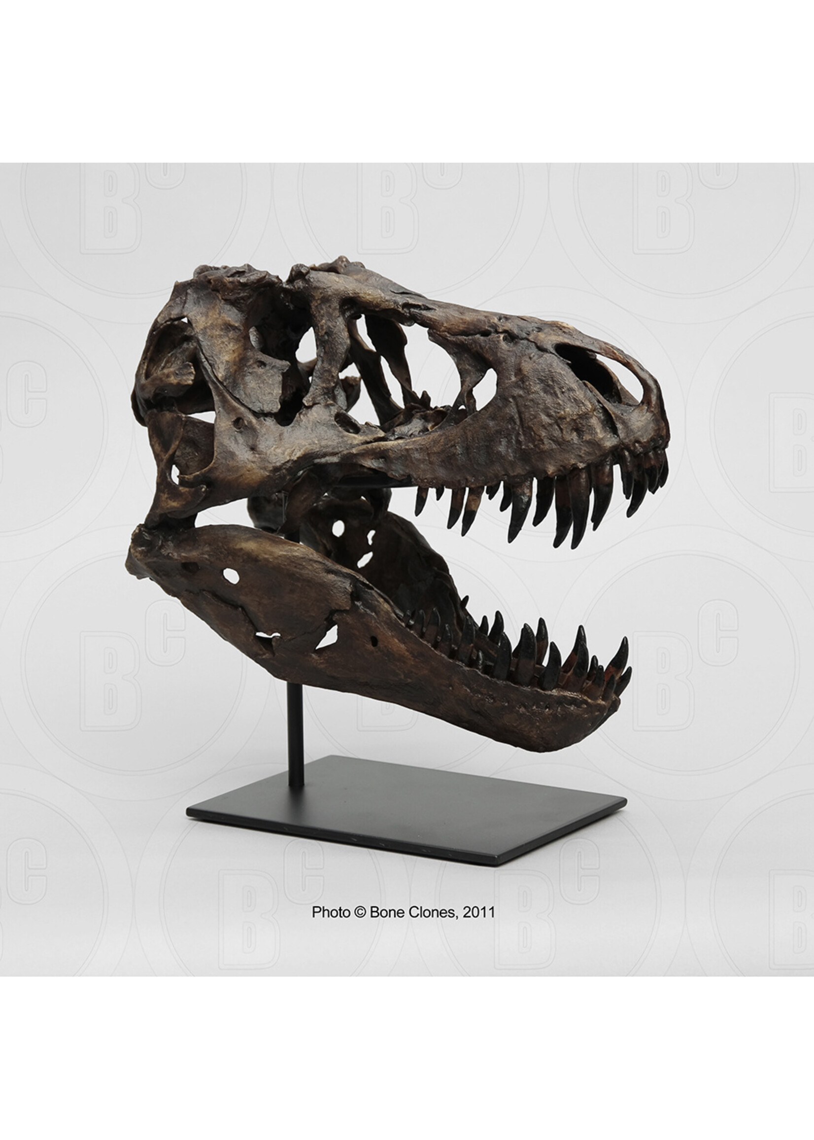 STAN Tyrannosaurus rex ® - 1/6 Scale Skull Rapid Prototype - Fossil Replica (BHI #127301) - Replicas/Models