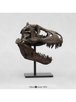 STAN Tyrannosaurus rex ® - 1/9 Scale Sculptured Skull - Fossil Replica - Replicas/Models