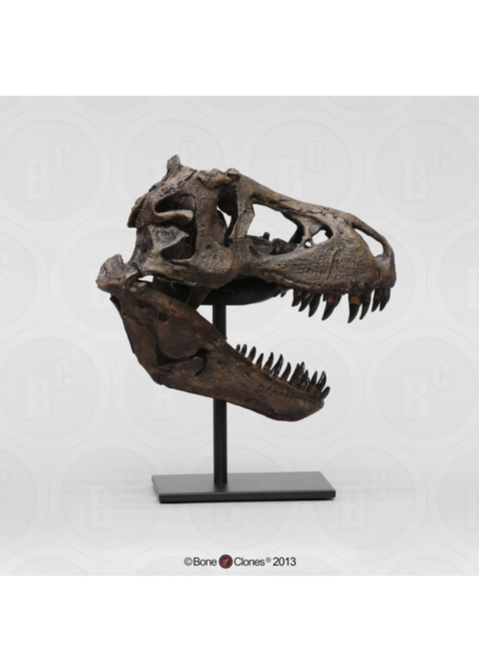 STAN Tyrannosaurus rex ® - 1/9 Scale Sculptured Skull - Fossil Replica - Replicas/Models