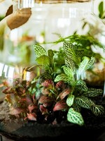 Terrarium Building Workshop