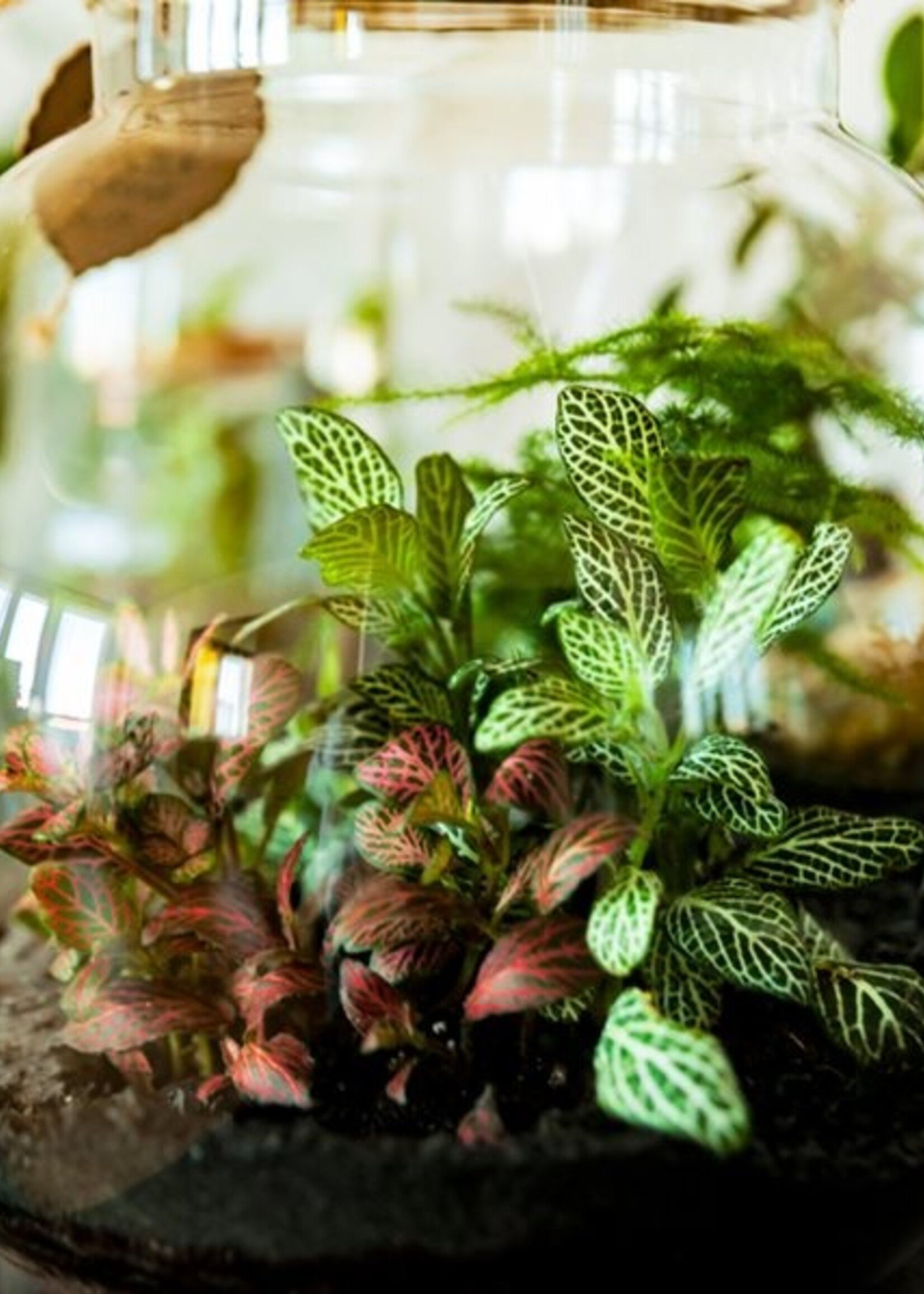 WORKSHOP - Terrariums