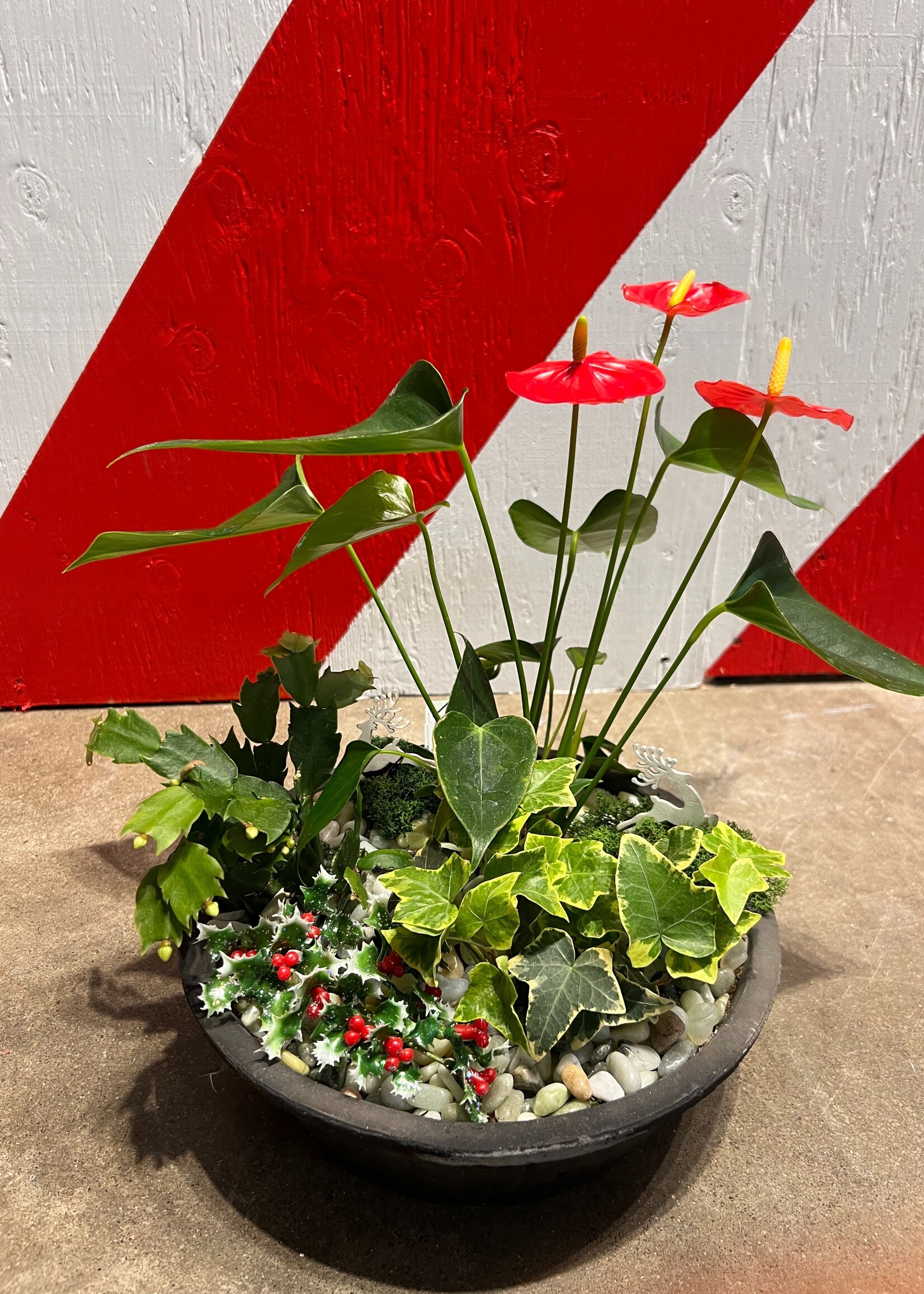 Workshop: Houseplant Centerpiece  - Dec 16th