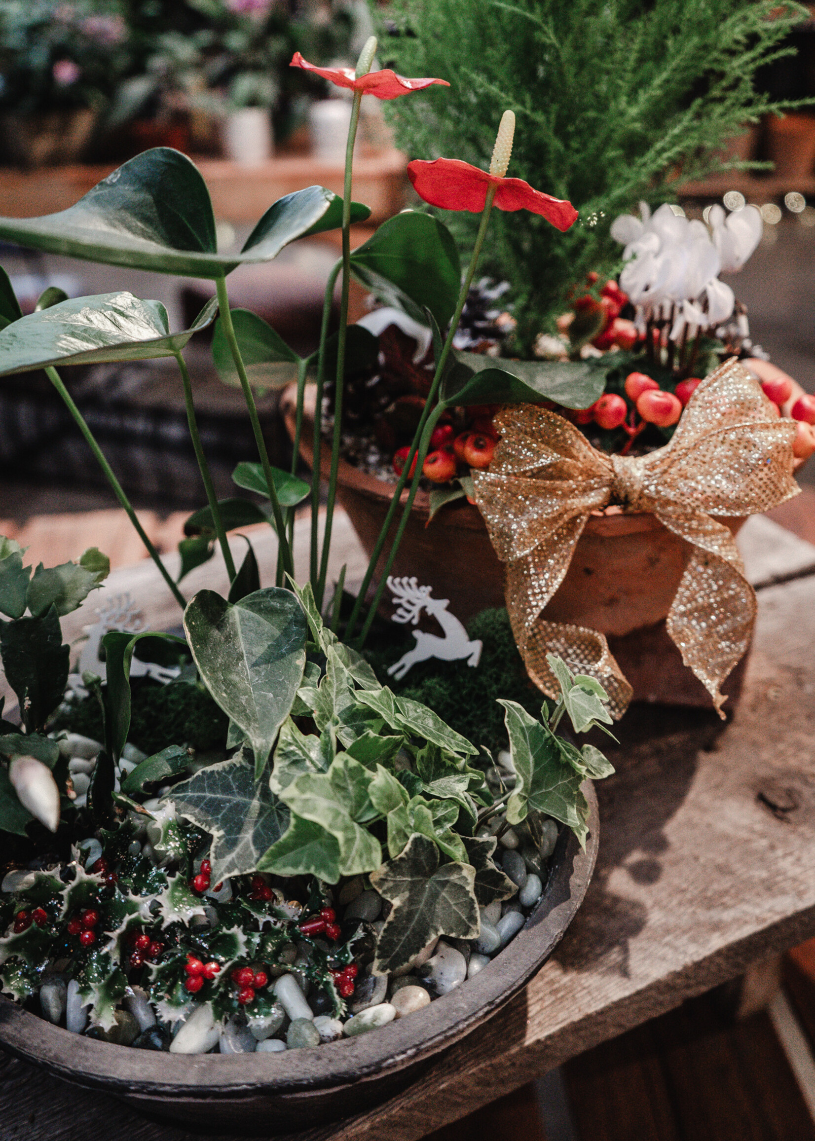 Workshop: Houseplant Centerpiece  - Dec 16th