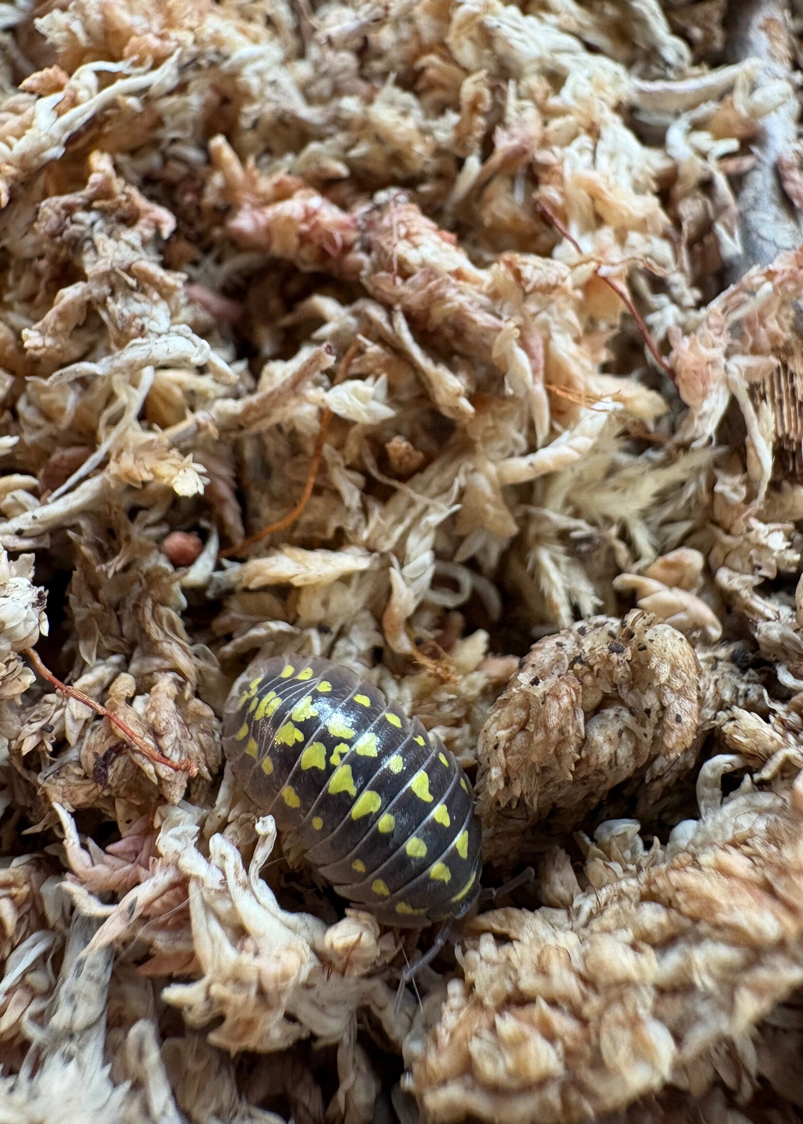 Workshop: Bioactive Vivariums - 02/21/2026 @ 12pm