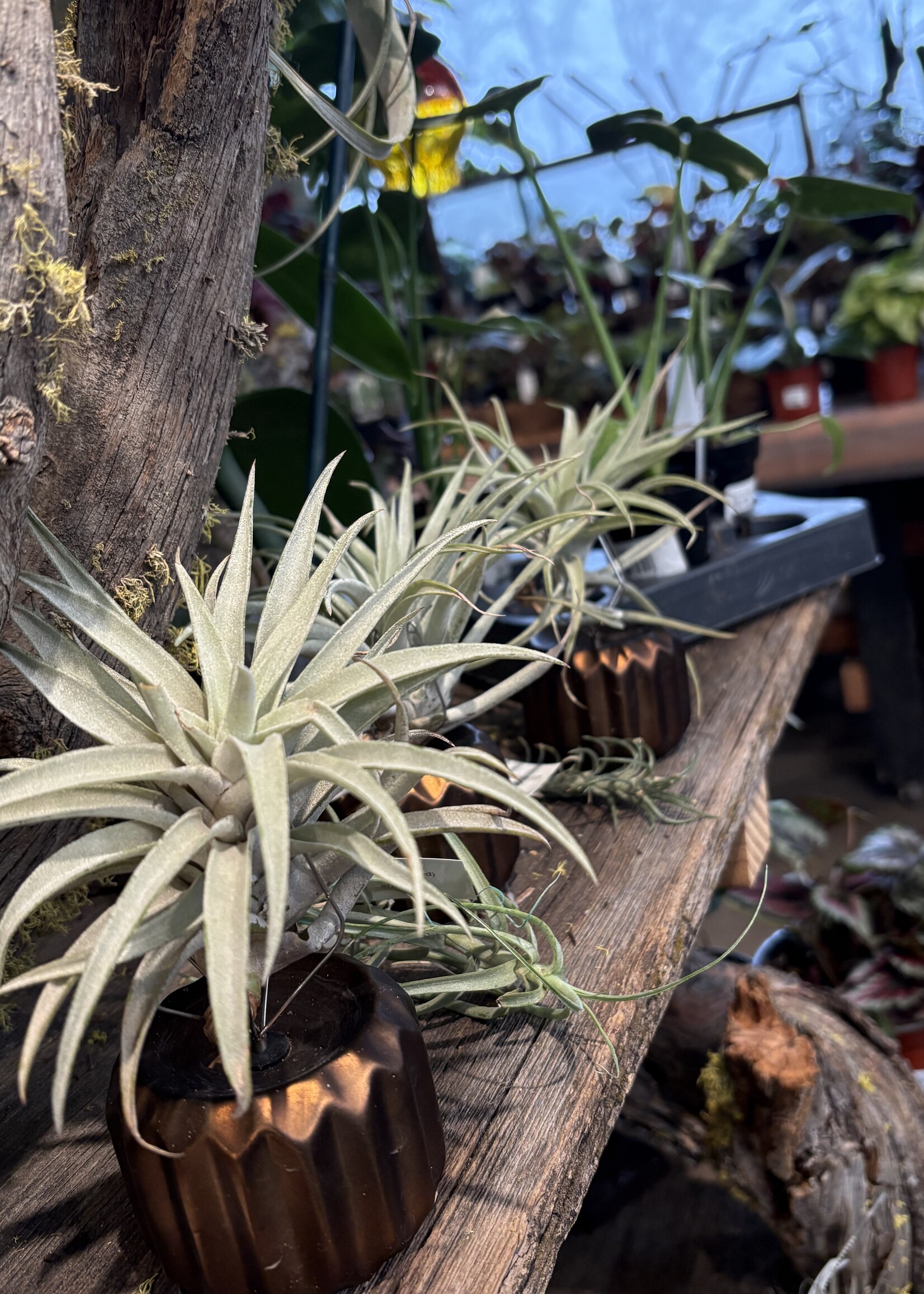 Workshop: Tillandsia Mounting - 02/07/2025 @ 12pm