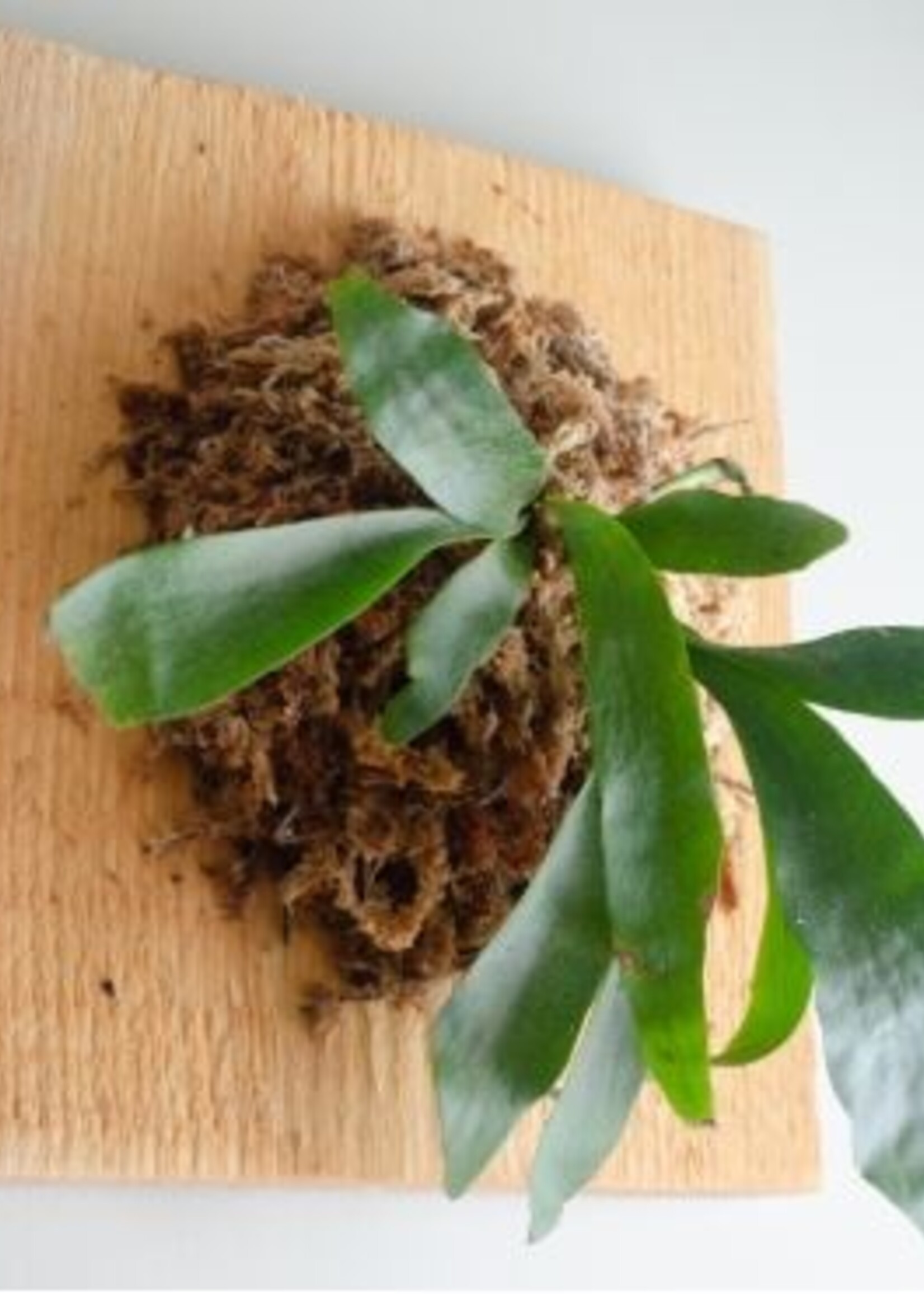 Workshop: PLACEHOLDER 2