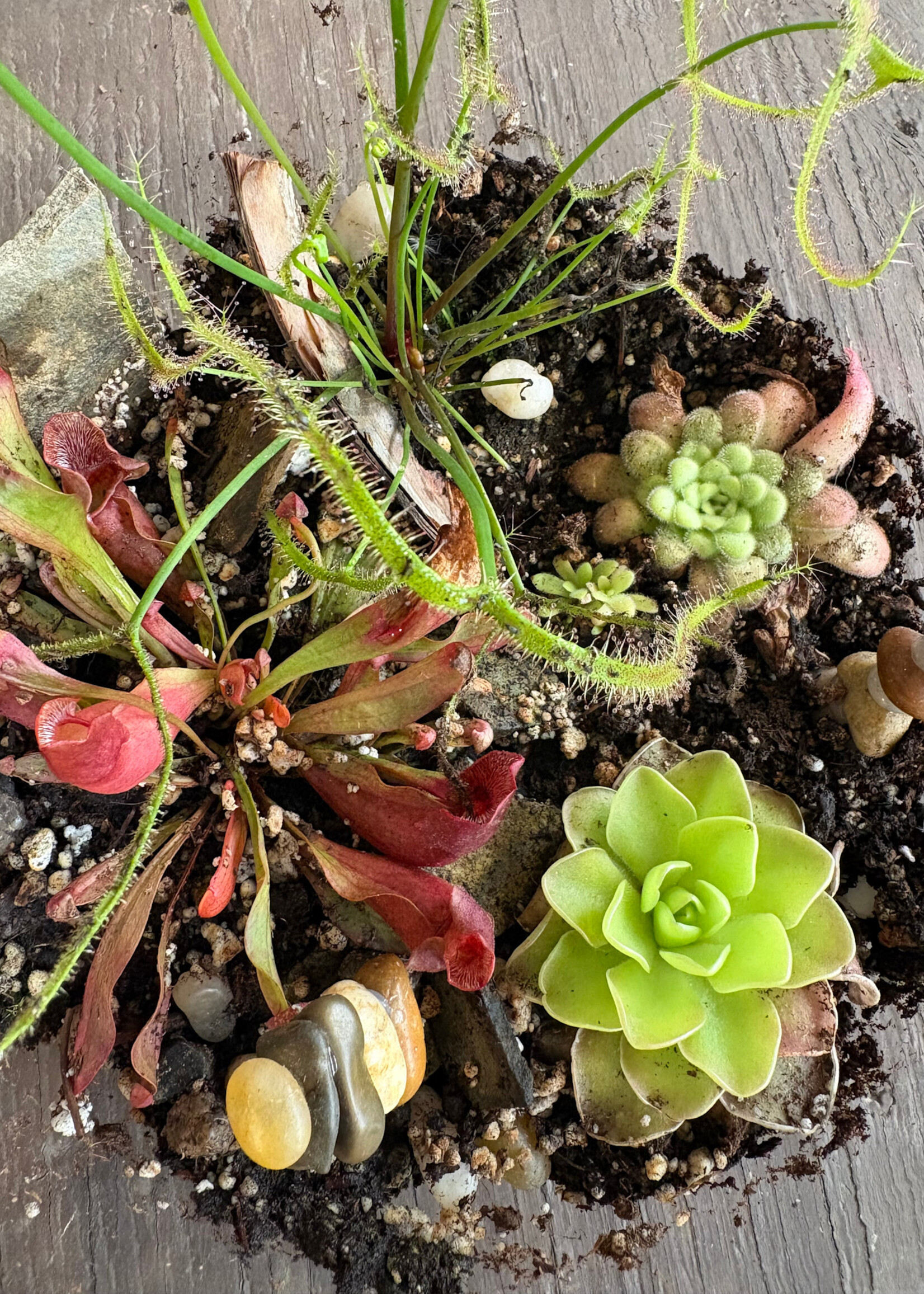 Workshop: Carnivorous Terrariums - June 25th @ 5 PM