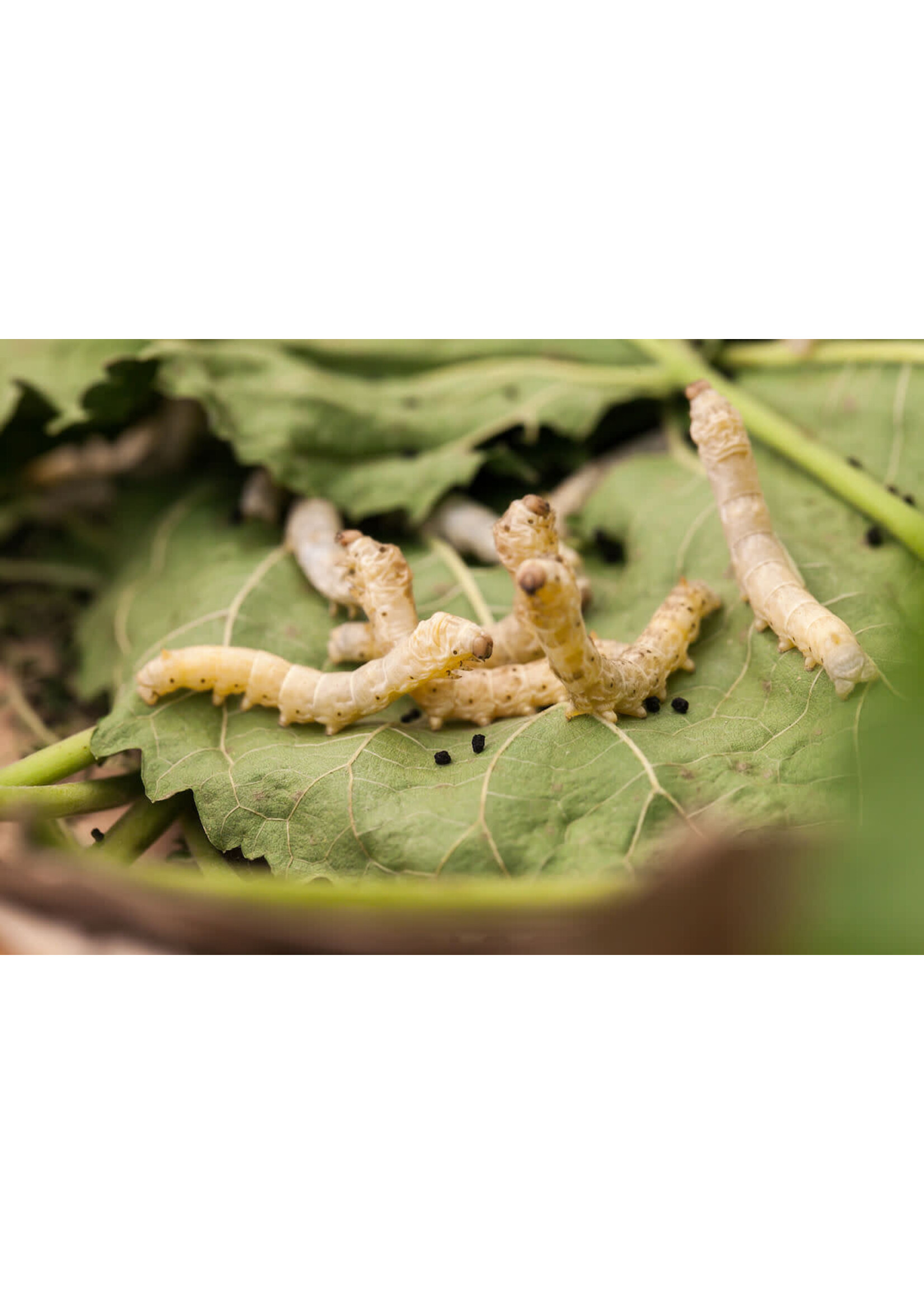 IBW Cricket Farm IBW - Medium Silk Worms qty 10