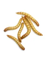 IBW Cricket Farm IBW - Large Meal Worms