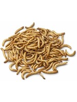 IBW Cricket Farm IBW - Regular Meal Worms