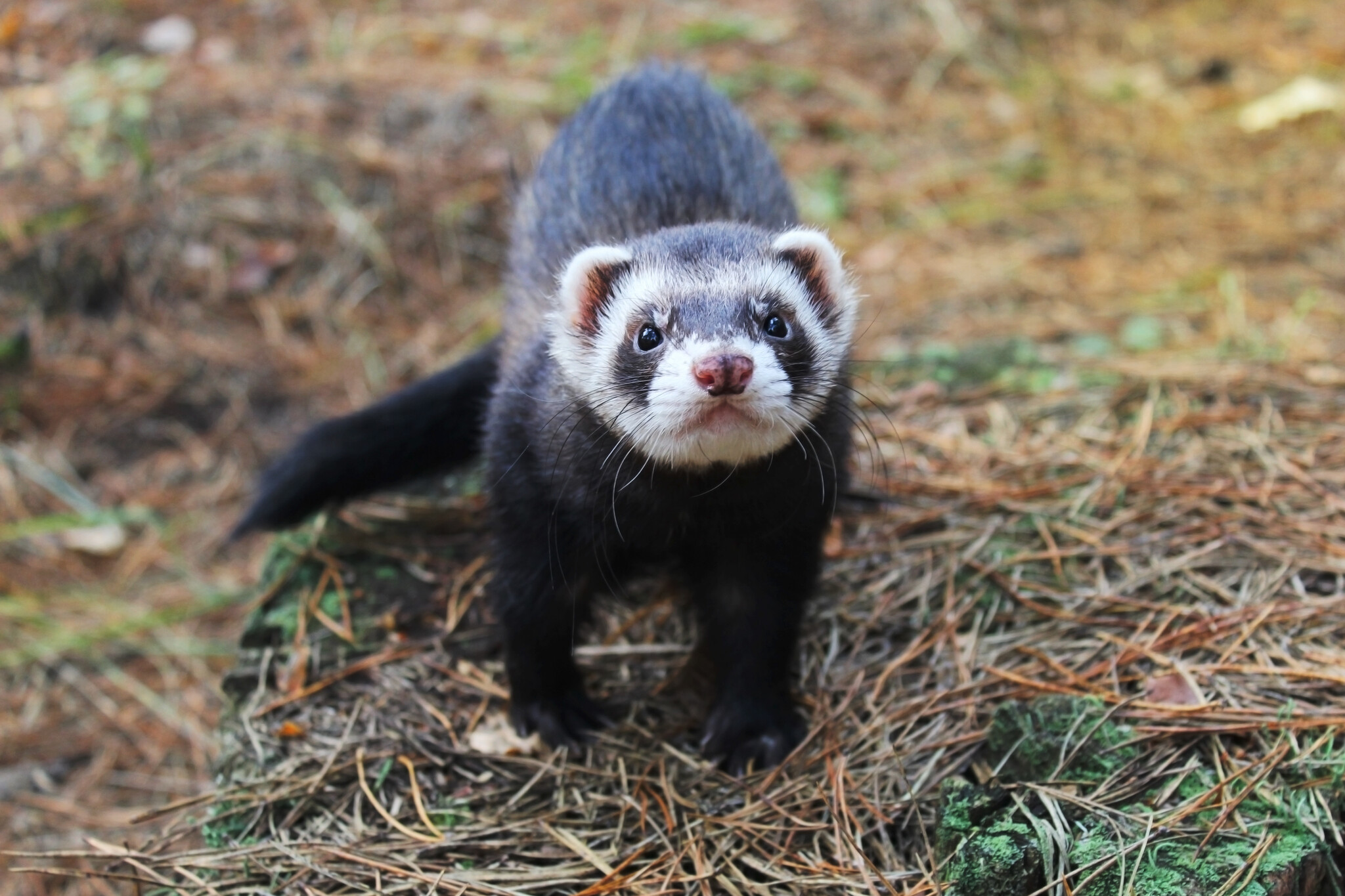 Brown Sable