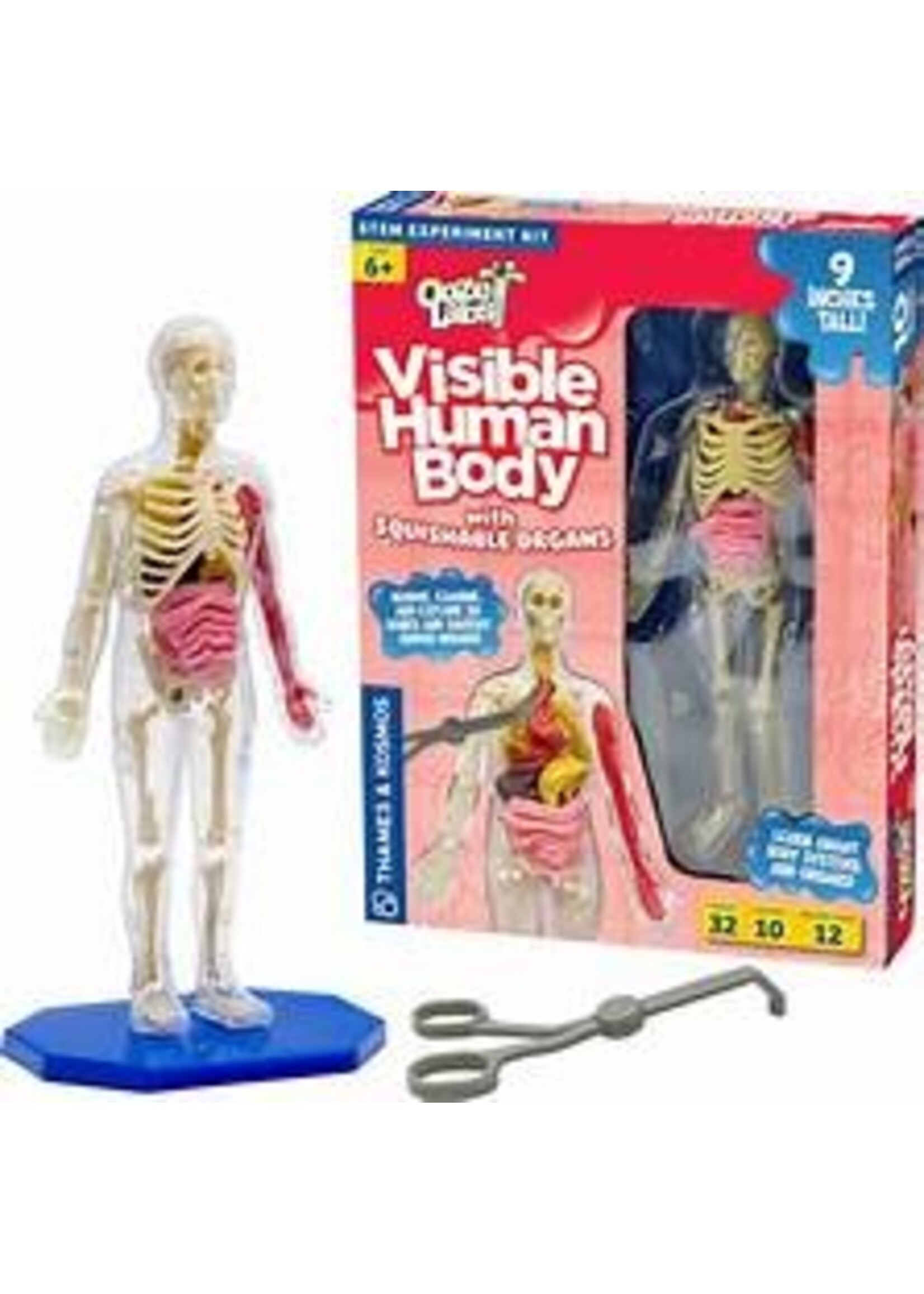 THAMES AND KOSMOS THAMES VISIBLE HUMAN BODY