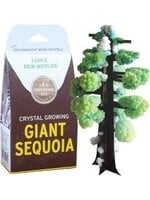 CRYSTAL GROWING GIANT SEQUOIA