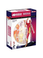 MUSCLE AND SKELETON ANATOMY