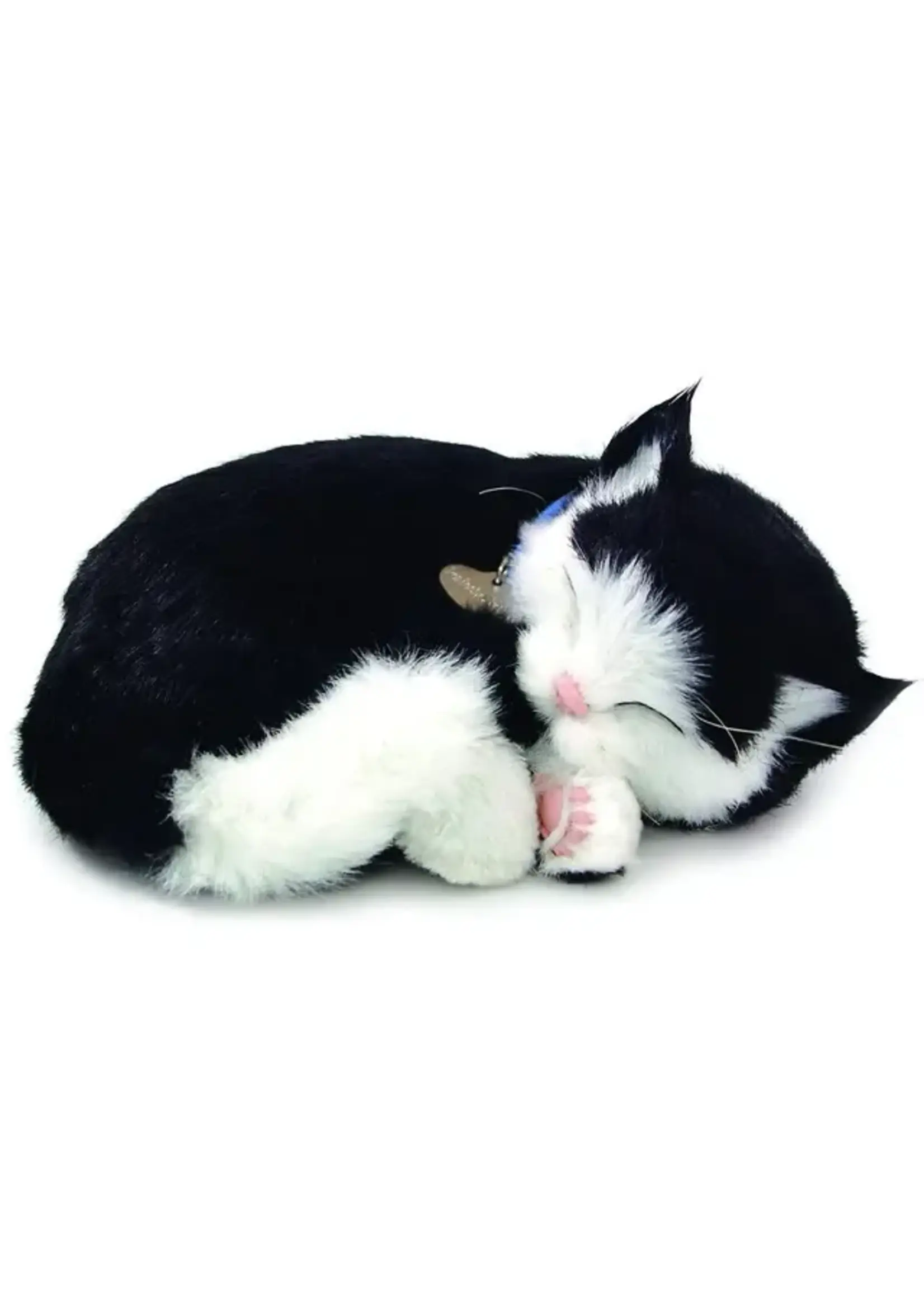 PERFECT PETZZZ PERFECT PETZ BLACK AND WHITE SHORTHAIR