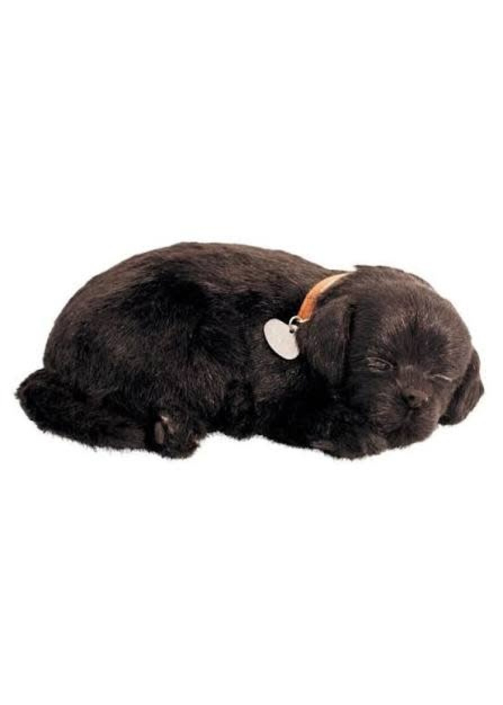 PERFECT PETZZZ PERFECT PETZ BLACK LAB
