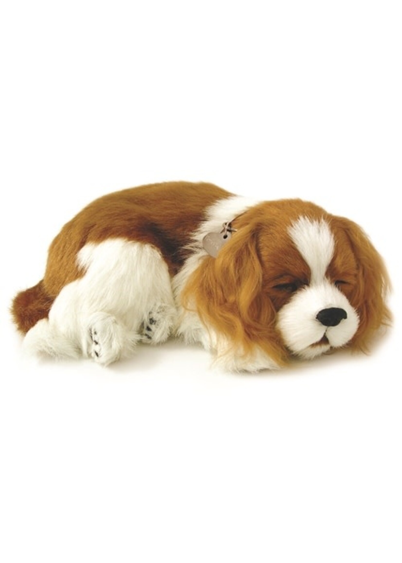 PERFECT PETZZZ PERFECT PETZ CAVALIER KING CHARLES