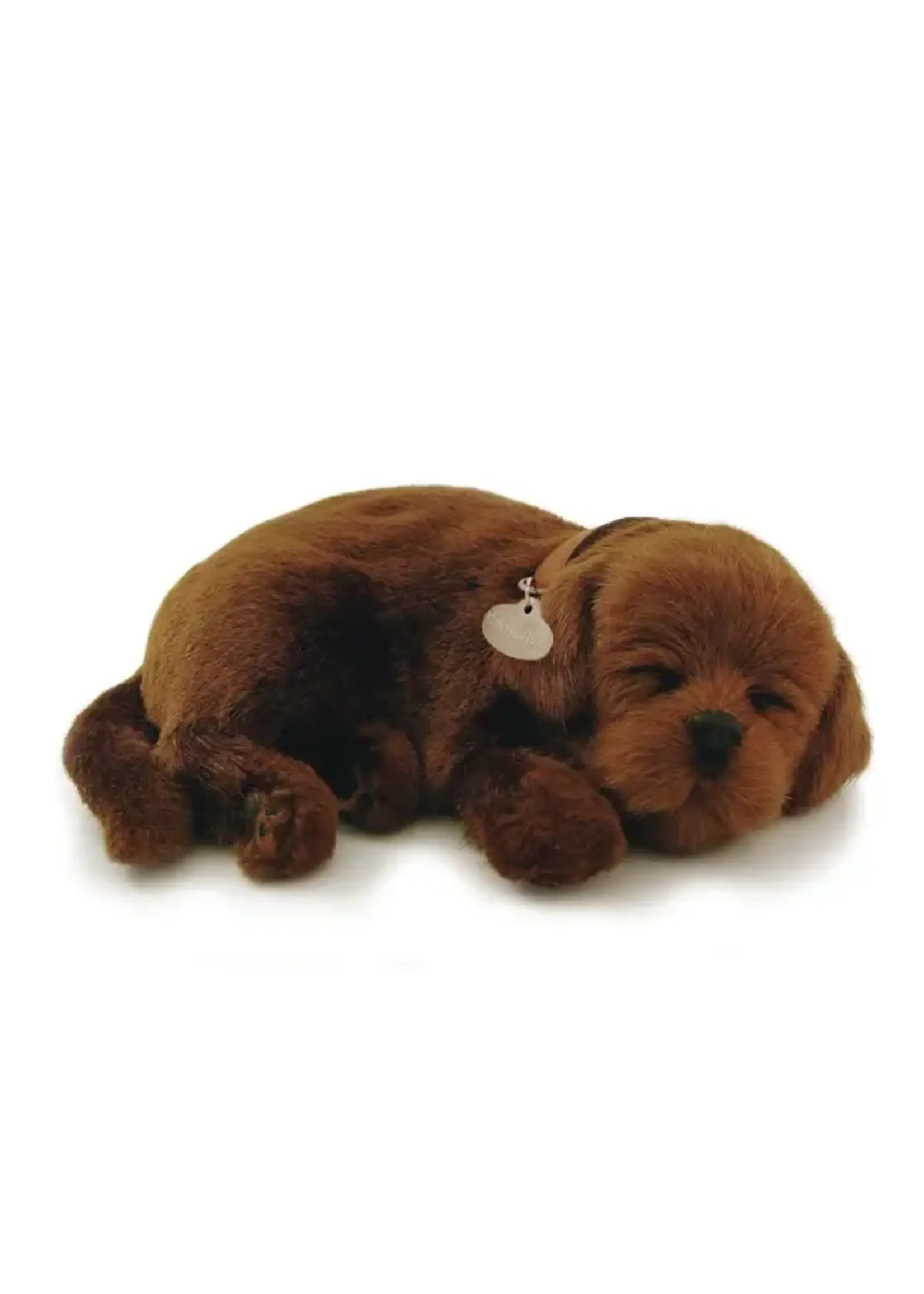 PERFECT PETZZZ PERFECT PETZ CHOCOLATE LAB