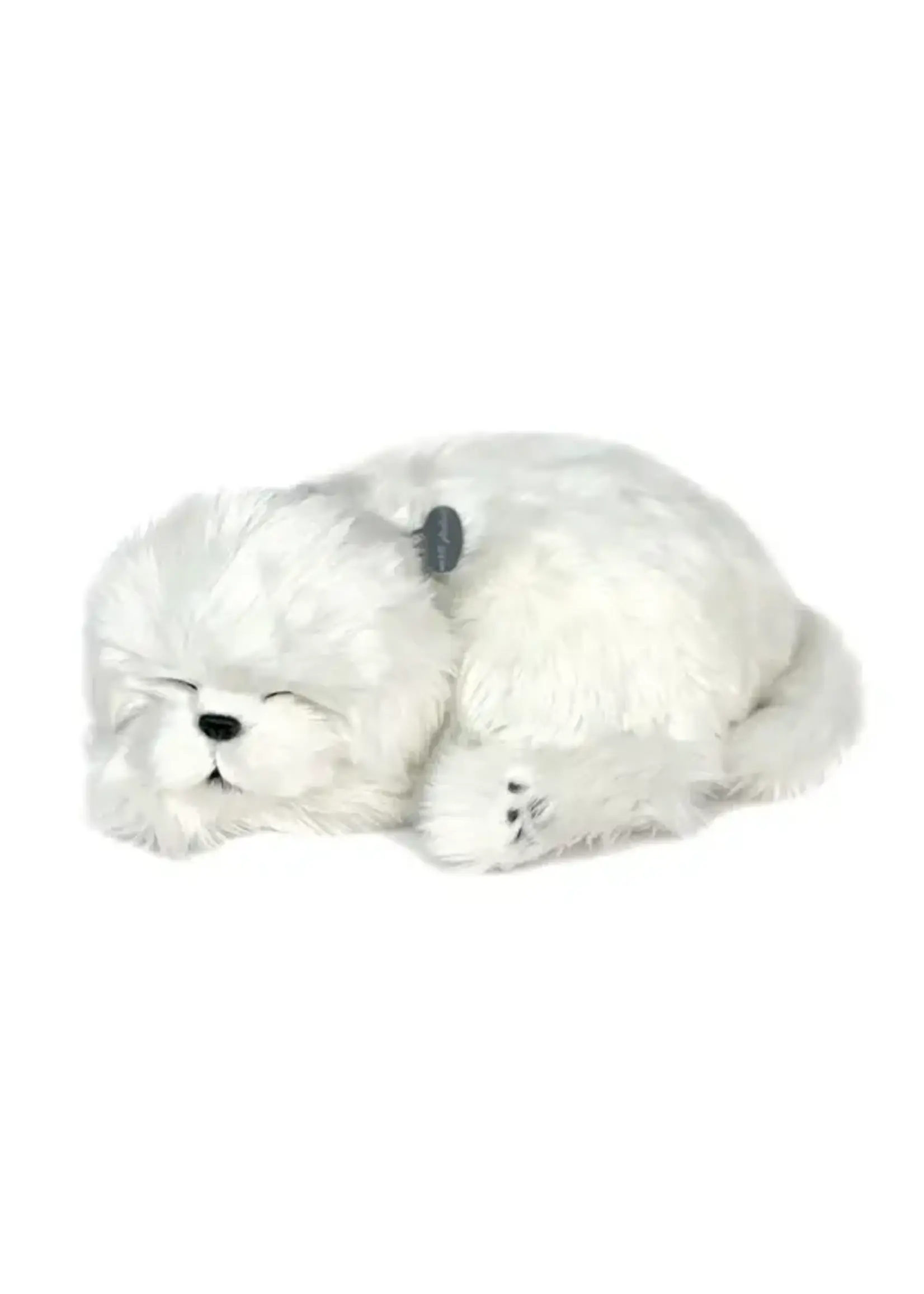 PERFECT PETZZZ PERFECT PETZ MALTESE